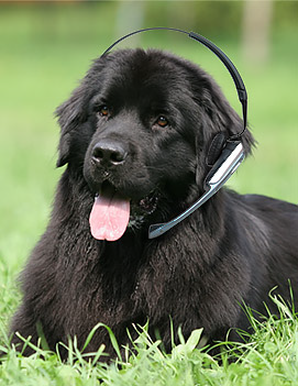 contact-newfoundland-dog