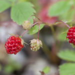 Wild Strawberries