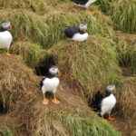 Nesting-puffins