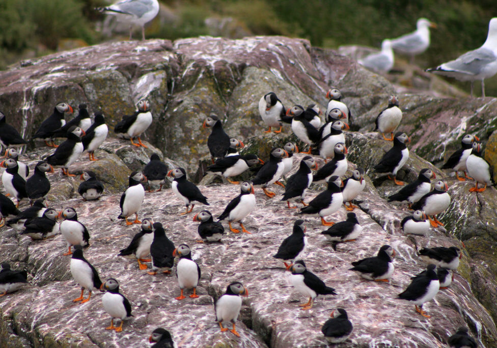 Bird Island Tour